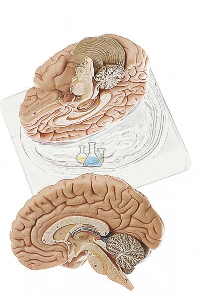 Brain model